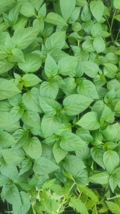 Рассада овощей и цветов