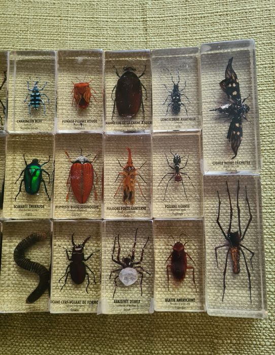 Insecte Reale DeAgostini Franta Insectar Incadrate In Rasina Copii