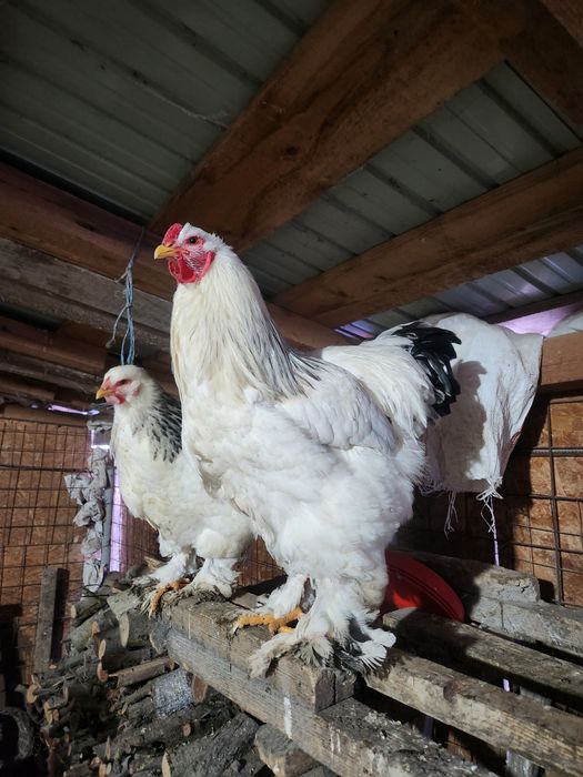 Cocosi si Gaini Brahma Light Alb cu negru