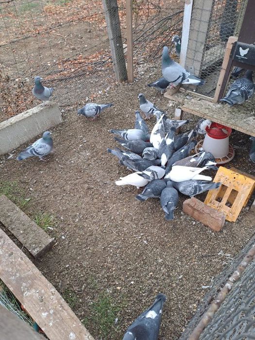 Vând porumbei voiajori