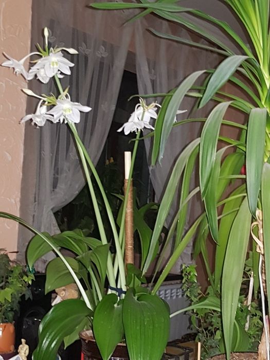 Комнатные. Растения