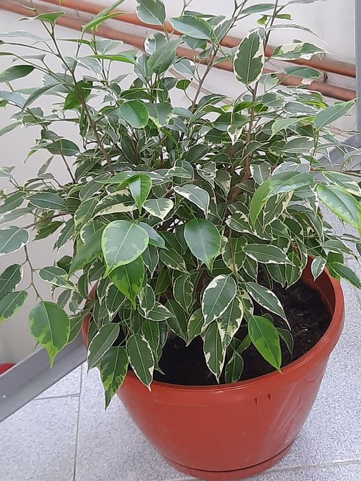 Bananier Musa Basjoo, smochin, ficus,  arbore de jad