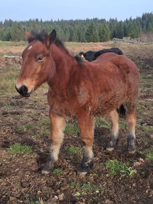 Vind minz din parinti foarte buni