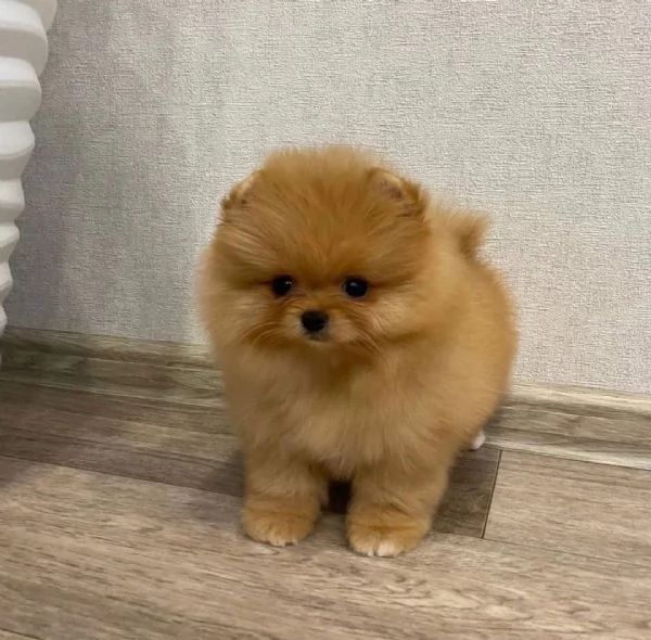 De vanzare Pomeranian Mini Toy Roscat cu transport si vaccin