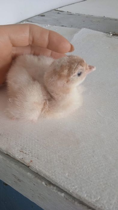 Индюшата 400 шт, бронза 708