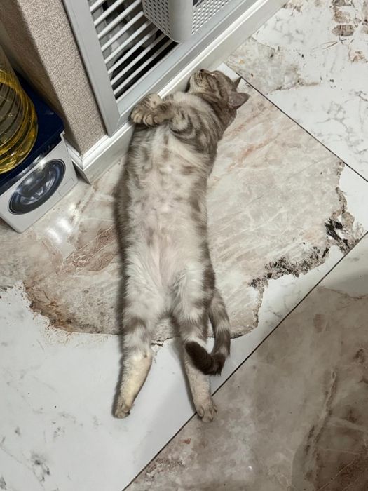 Отдам кошку в ДОБРЫЕ РУКИ!