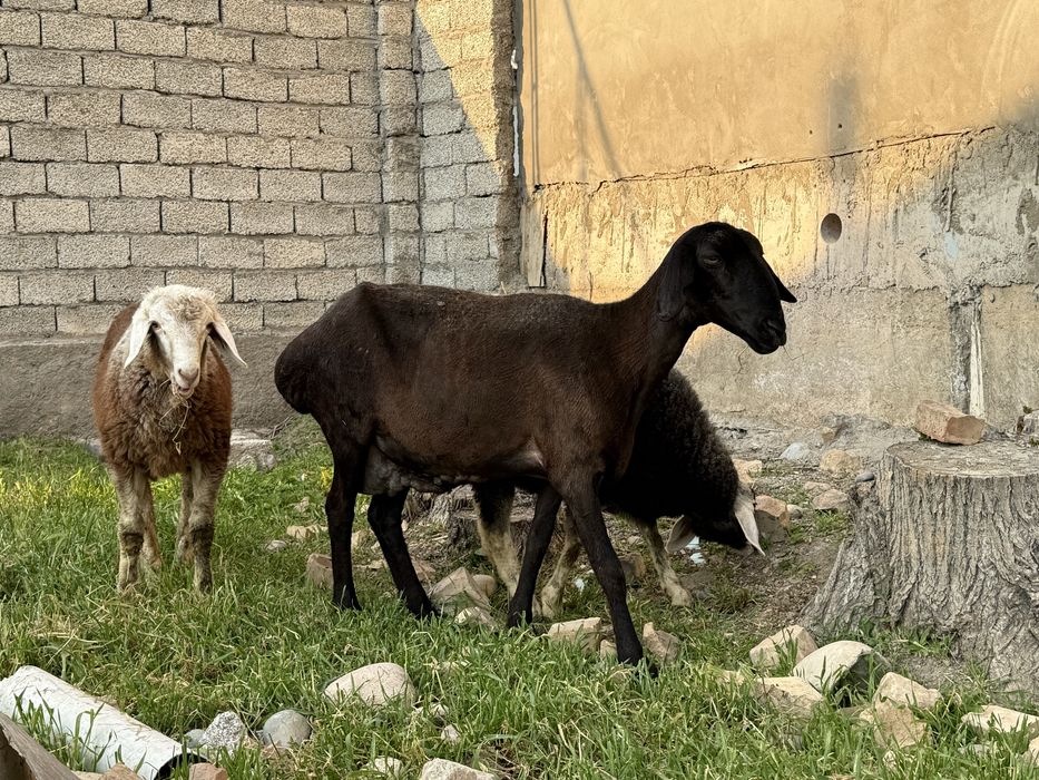 Она бола куй егзак 4 ойдан ошди боллари