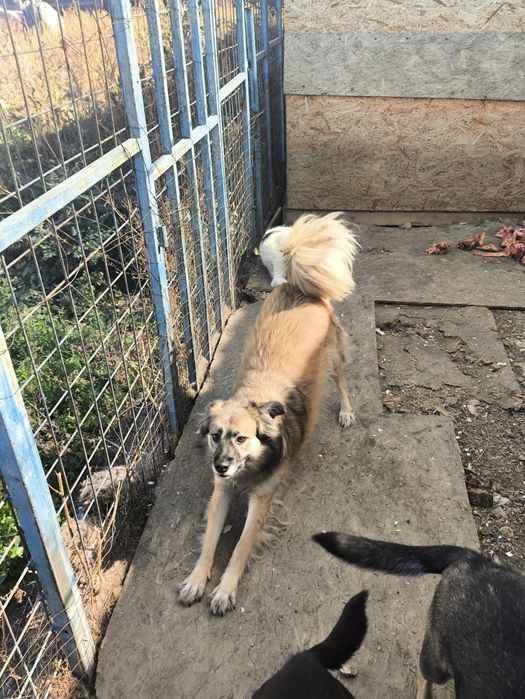 Собаки в хорошие руки