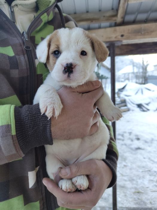 Căței, talie mijlocie, spre adopție responsabilă