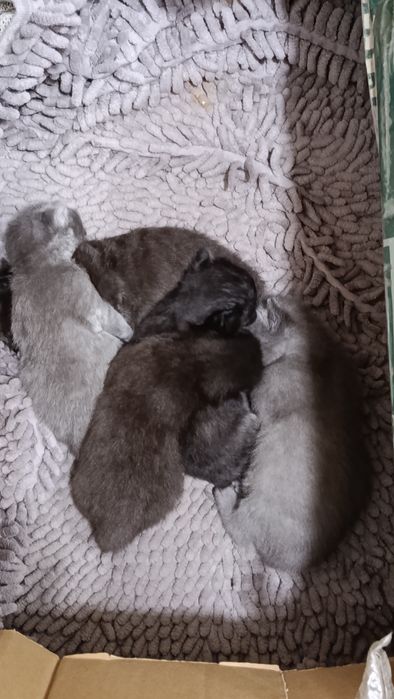 Котята полубританцы 1 месяц