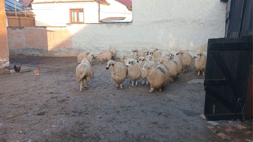 Vand oi mioare gestante