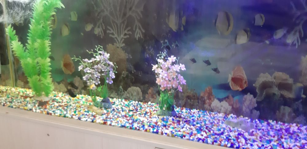 Аквариум 600 литров