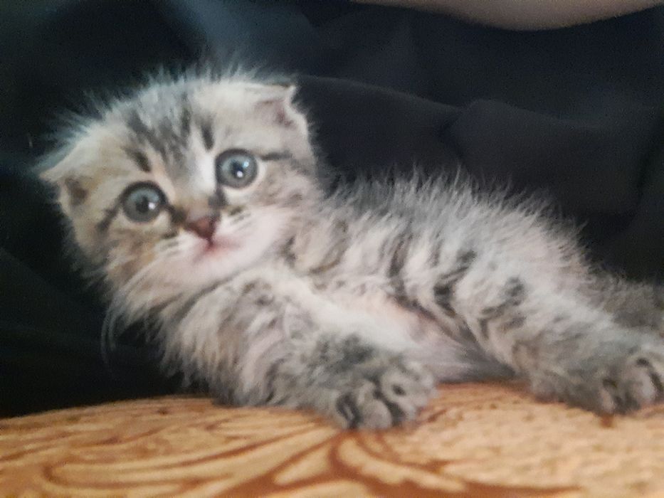 Продам котёнка девочку 15к