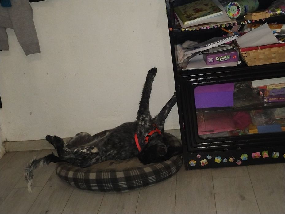 Куче бретон шпаньол женско подарява