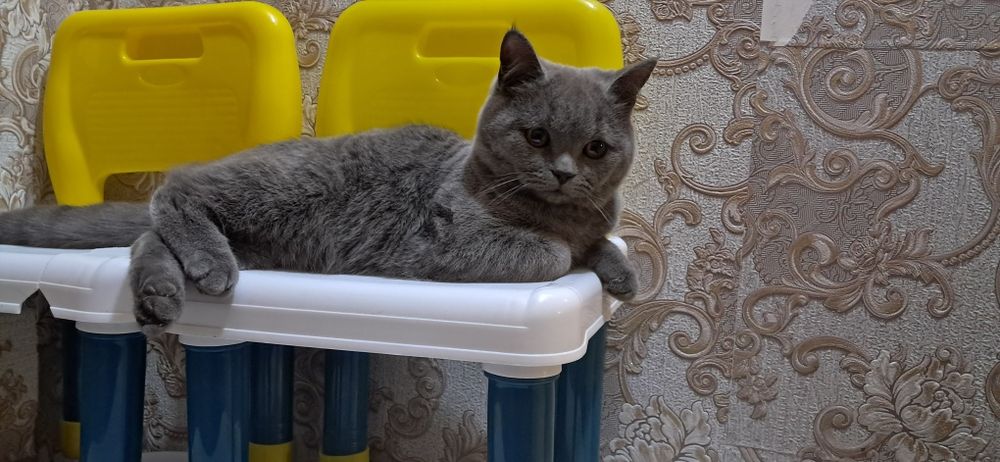 Продаю британских короткошёрсных