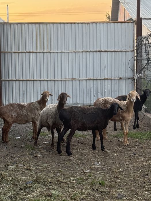 Продам баранов жирных