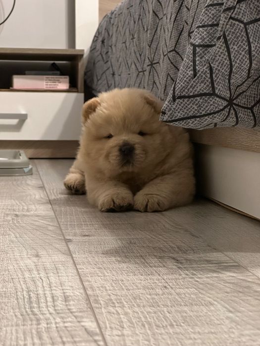 Чау Чау (Chow Chow)