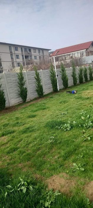 Vindem plante ornamentale