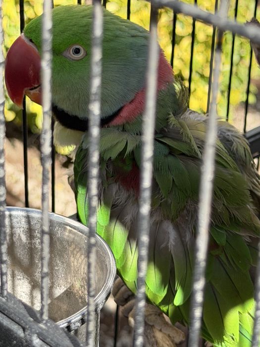 Александрийский попугай пара