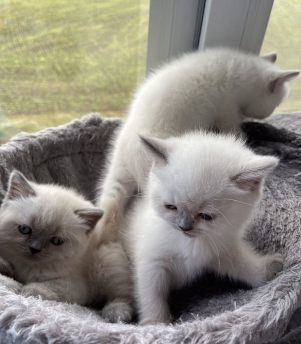 Британские котята мальчики 1.5мес