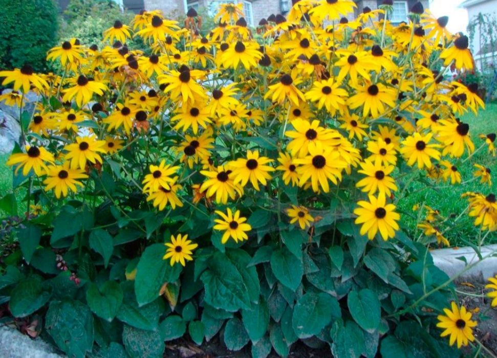 Продаю садовую рассаду