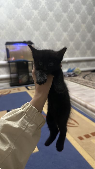 жанаозен кишкентай мысык