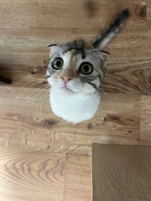 Кошка шодлански