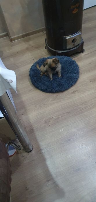 Чихупинчер момиче