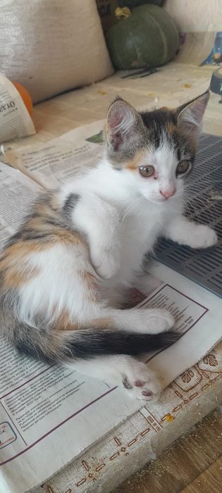 Котята для удачи!