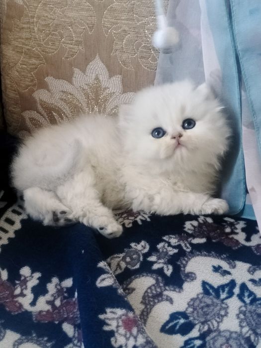 Biritsh shinshila tozzasi sotiladi