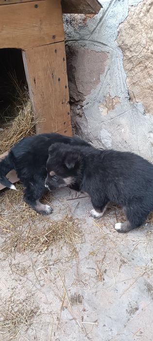 Donez catei (nu caine)