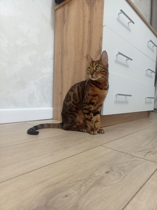 Бенгалская кошка