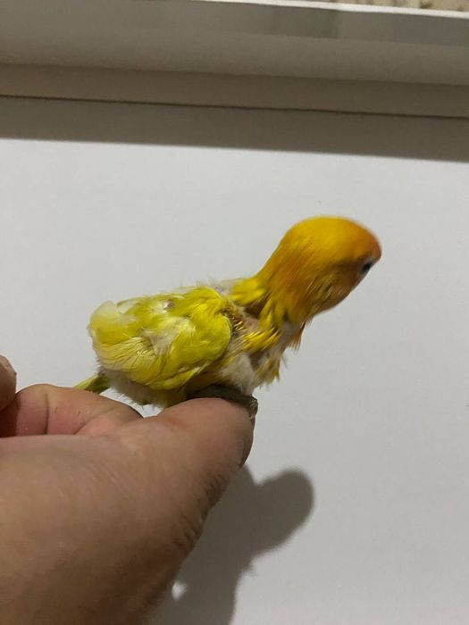 Ручной неразлучник залатистий попугай
