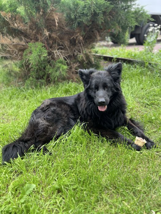 Кобель для вязки немецкая овчарка  длинношерстный