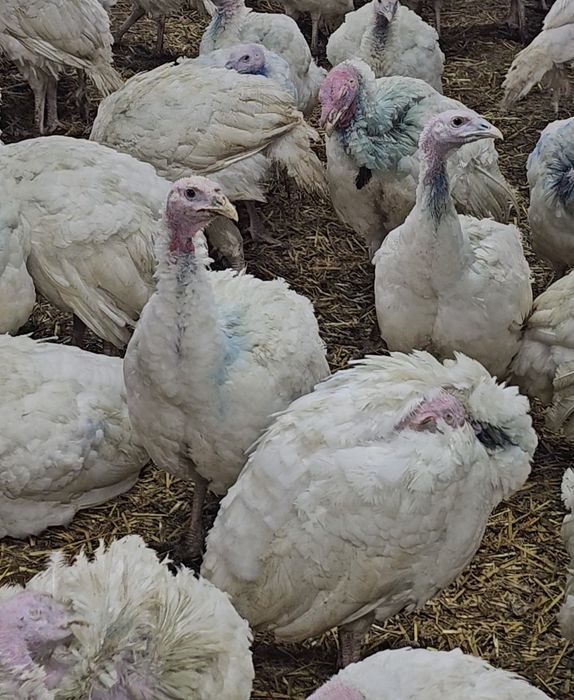 Curcani  bio pentru Crăciun