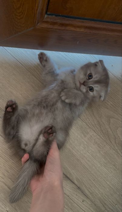 scottish fold baiat