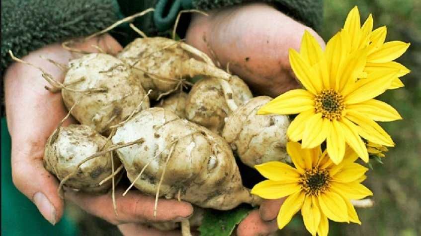 Topinambur alb (nap salbatic)