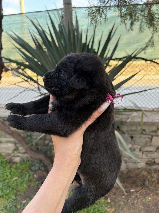 Подарявам кученца