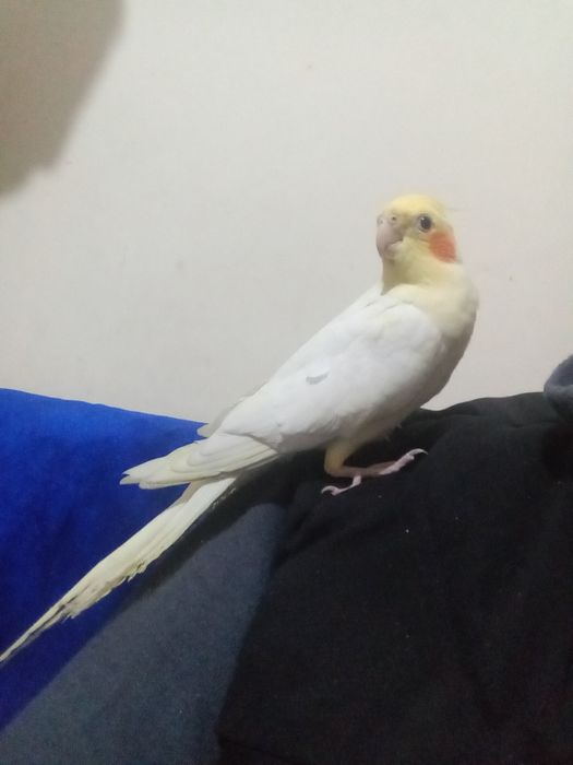 Карелла ручной папугай