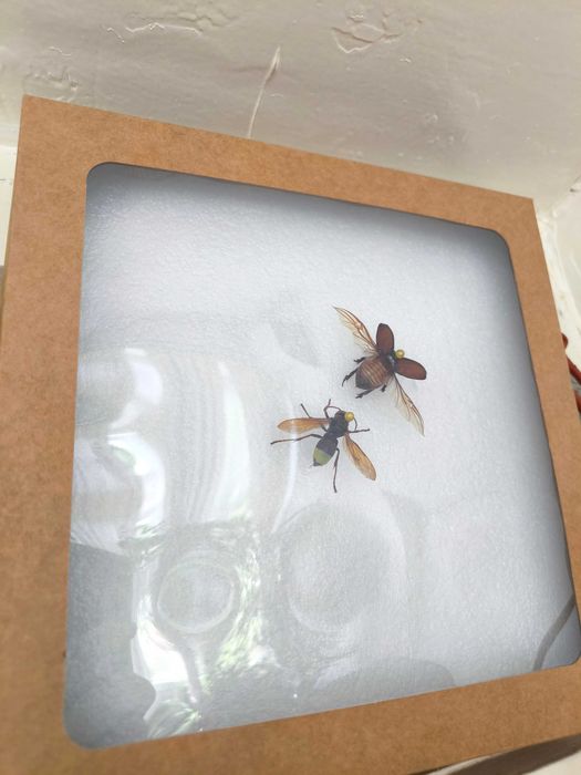 Гербарий : охота шершня