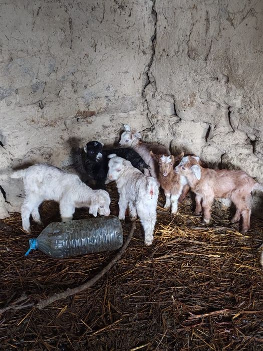 Vand tapisori pentru biberon