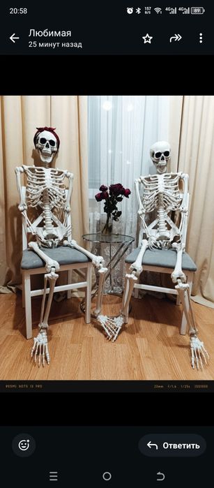 Скелет человека 170 см