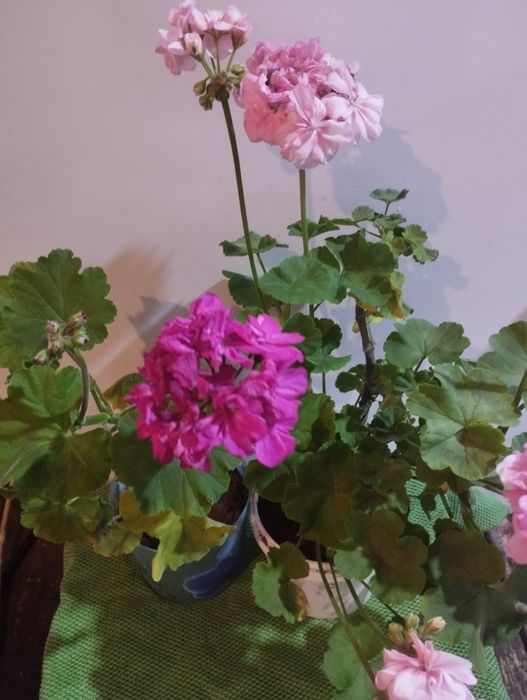 Продам пеларгонию