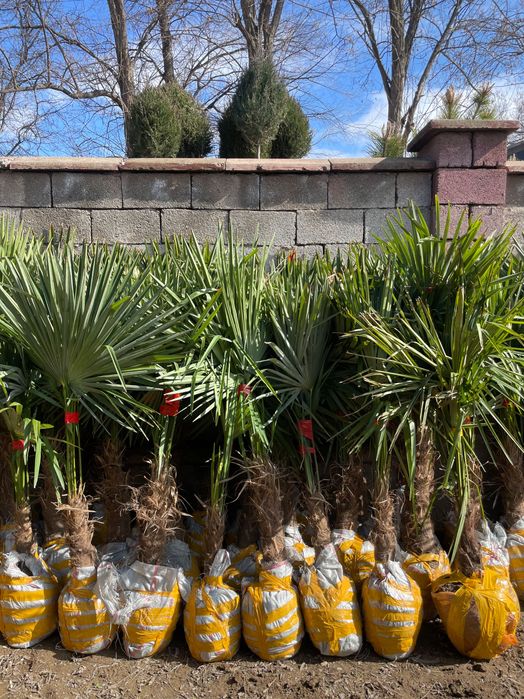 Саженцы көшет барлық түрлері бар