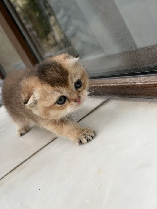 Котята веслоушки (скоттиш фолд)