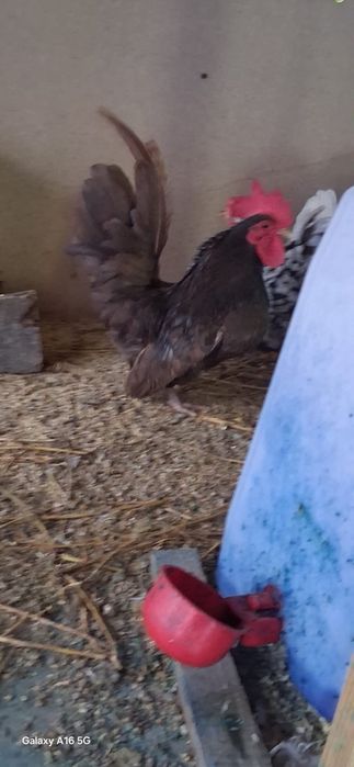 Vând găini cochinchina pitic lavandă și chabo