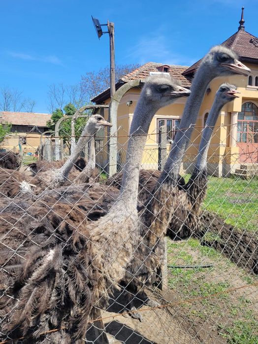 Ferma  de struti oltenia