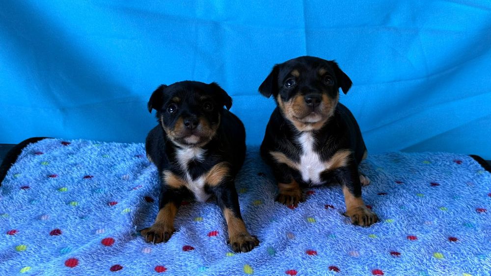 Русский той терьер