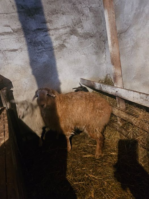 Продам 3 жирных баранов