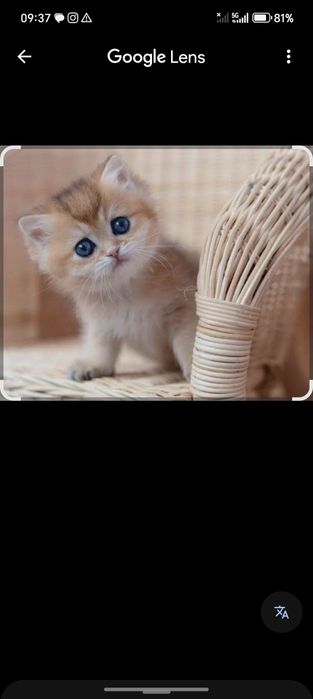 Mushuk kichkina chiroyli